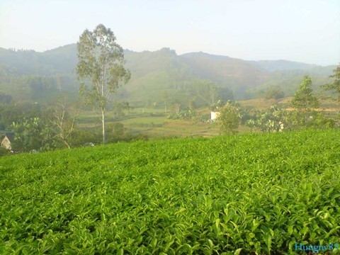 La nouvelle ruralité à Thai Nguyen    - ảnh 1